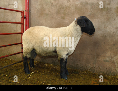 Face noir tup au fermier de la région de Suffolk's monthly stock en vente Banque D'Images