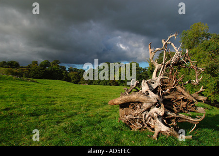 Laver les racines des arbres, tempête poussée en aval par les eaux de crue et à gauche dans un pré après les eaux de crue ont effacé Banque D'Images