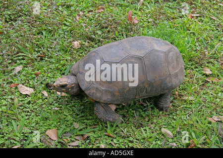 Tortue de Gopher Banque D'Images