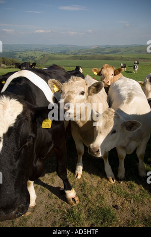 Troupeau de vaches sur la colline de montagne tagged ferme près de Llanidloes Mid Wales Powys - après-midi d'été Banque D'Images