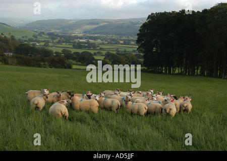 Troupeau de moutons dans un champ de l'Ystwyth Valley près de Aberystwyth, Ceredigion West Wales UK sur un soir de printemps Banque D'Images