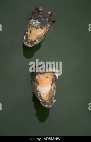 Les crocodiles à la ferme aux crocodiles de Samut Prakan et zoo en Thaïlande, en Asie du sud-est Banque D'Images