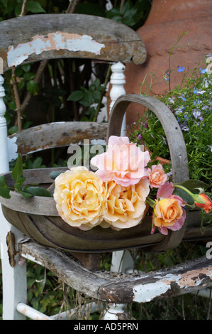 Des roses rose et jaune pâle en bois vieux de trug sur chaise en bois dans le jardin Banque D'Images