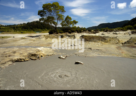 L'activité thermique volcanique à Furnas Lake île de São Miguel Açores Banque D'Images