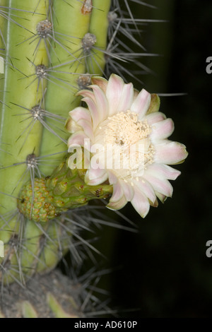 Stenocereus thurberi Organ Pipe Cactus Tucson Arizona United States 16 juin Fleur Cactaceae Banque D'Images