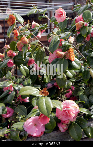 CAMELLIA ENDOMMAGÉ PAR LE GEL. THEACEAE. Banque D'Images