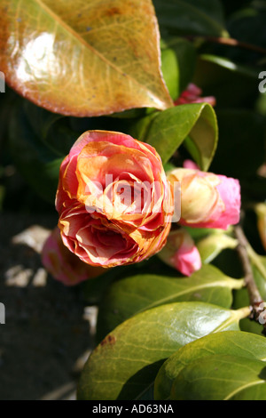 CAMELLIA ENDOMMAGÉ PAR LE GEL. THEACEAE. Banque D'Images