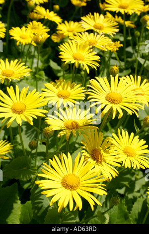 Chrysanthème. GOLDEN CHALICE Banque D'Images