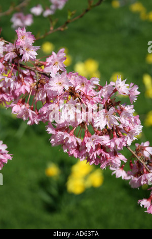 PRUNUS. AMYGDALUS. Cerisier d'ornement Banque D'Images