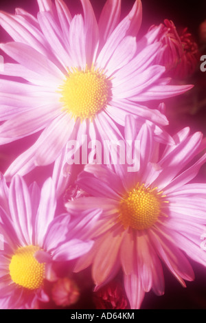 Close-up of pink daisies avec centre jaune Banque D'Images