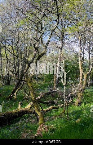 Betula pendula. Les bouleaux d'argent et de jacinthes dans les Highlands. L'Ecosse Banque D'Images