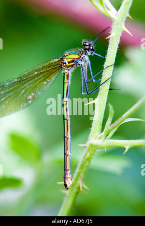 Calopteryx splendens. Demoiselle Demoiselle bagués femelle Banque D'Images