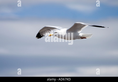 Mouette planant dans le ciel en Ecosse Banque D'Images