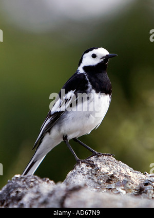 Motacilla alba. Bergeronnette pie en Ecosse Banque D'Images