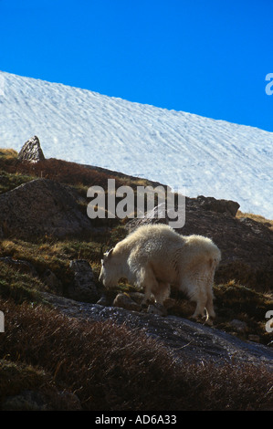 Une chèvre broute la montagne sur une colline, près de Colorado Mount Evans Banque D'Images