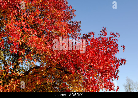 Acer - Norfolk arbre automne érable japonais Banque D'Images