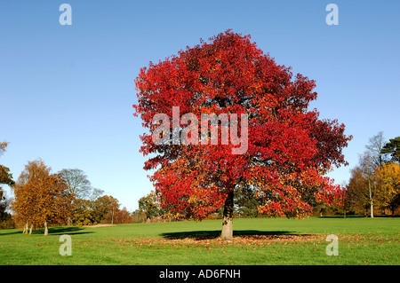 Acer - Norfolk arbre automne érable japonais Banque D'Images