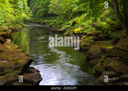 La rivière Wharfe dans la SRCFA Bois au nord Yorkshire Angleterre Banque D'Images