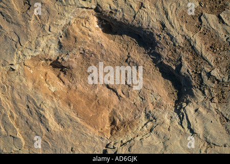 Traces de dinosaures fossilisées Brontosaurus illustré traversant un ancien lit de rivière au nord de Moab, près de la route 191 dans l'UTAH Banque D'Images