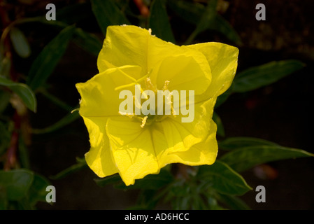 L'onagre (Oenothera macrocarpa) flower Banque D'Images