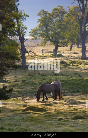 Cheval ou Highland Garron, garran, Scottish Hill Ponies. Poney de cerf, pâturage dans le champ sur les terres agricoles Mar Lodge Estate, Aberdeenshire, Écosse Royaume-Uni Banque D'Images