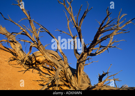 Au coucher du soleil des chicots Juniper Devil s Aire naturelle Le Jardin Grand Staircase Escalante N M l'UTAH Banque D'Images