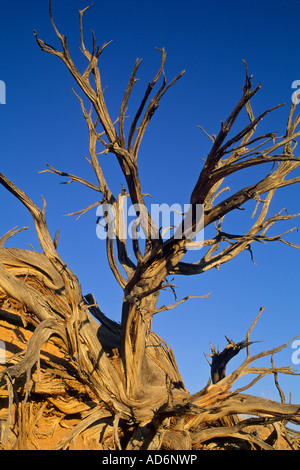 Au coucher du soleil des chicots Juniper Devil s Aire naturelle Le Jardin Grand Staircase Escalante N M l'UTAH Banque D'Images