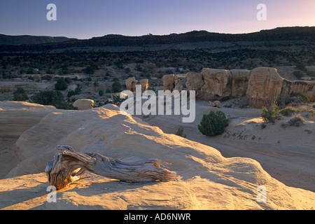 Au coucher du soleil des chicots Juniper Devil s Aire naturelle Le Jardin Grand Staircase Escalante N M l'UTAH Banque D'Images