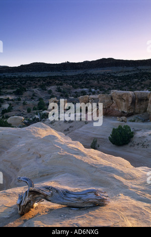 Au coucher du soleil des chicots Juniper Devil s Aire naturelle Le Jardin Grand Staircase Escalante N M l'UTAH Banque D'Images