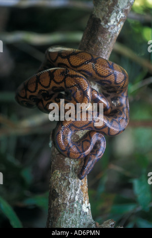 Epicrates cenchria Boa Arc-en-ciel péruvien gaigei forêt tropicale du Bassin Amazonien Pérou Banque D'Images