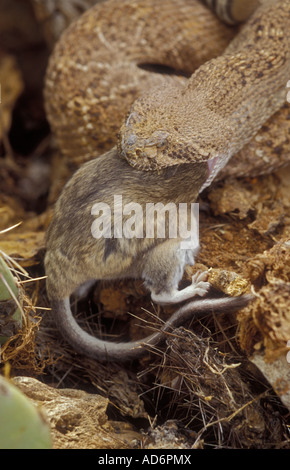 Western Diamondback Rattlesnake avaler Crotalus atrox rat bois Arizona Banque D'Images