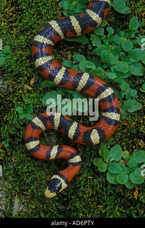 La montagne de Sonora Kingsnake (Lampropeltis pyromelana) - Arizona - USA Banque D'Images