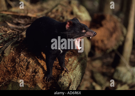 Diable de Tasmanie (Sarcophilus harrisii) Tasmanie Australie le bâillement Banque D'Images