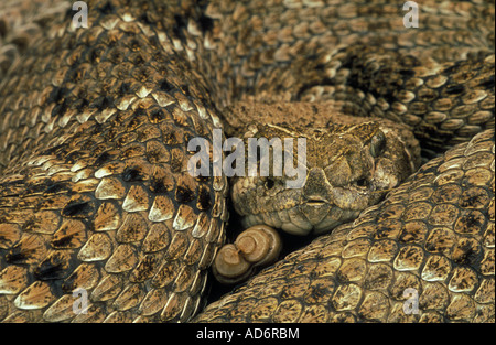 Western Diamondback Rattlesnake Texas Crotalus atrox Close up de serpent enroulé montrant tête et bat Banque D'Images