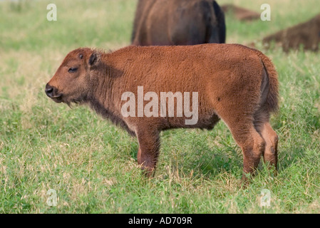 American Bison bison bison Réserve de prairie à herbes Pawhuska Florida United States 8 juillet Calf Bovidés Banque D'Images