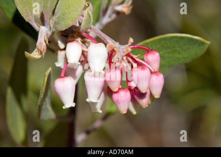 Point-feuille Manzanita Arctostaphylos pungens Santa Rita Mountains Tucson Arizona United States 2 mars Ericaceae Banque D'Images