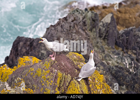 Le Goéland argenté Larus argentatus, appelant sur la côte de Cornouailles Banque D'Images