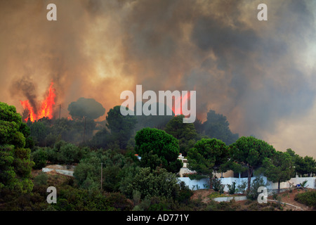 Grèce SPORADES SKIATHOS ISLAND LA LUTTE CONTRE UN INCENDIE DE FORÊT SAUVAGE LE 12 JUILLET 2007 Banque D'Images