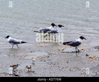 Mouettes riant à se nourrir dans les marais au National Wildlife Refuge Oceanville New Jersey USA Banque D'Images