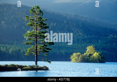 Loch an Eilein & arbre de pin sylvestre, Rothiemurchus, Aviemore, Highland, Scotland, UK. Banque D'Images