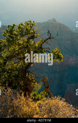 Coucher du soleil la lumière sur Pinyon pin Pinus edulis tree le long de la rive nord au Point Sublime Grand Canyon National Park Arizona Banque D'Images