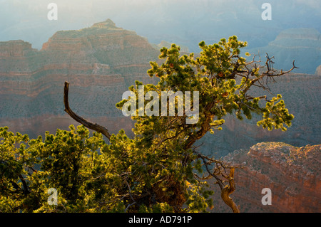 Coucher du soleil la lumière sur Pinyon pin Pinus edulis tree le long de la rive nord au Point Sublime Grand Canyon National Park Arizona Banque D'Images