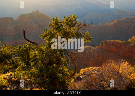 Coucher du soleil la lumière sur Pinyon pin Pinus edulis tree le long de la rive nord au Point Sublime Grand Canyon National Park Arizona Banque D'Images