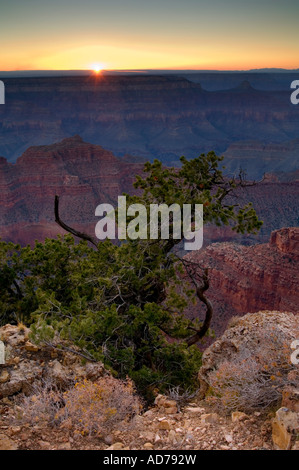 La lumière au coucher du soleil sur le pin le long de la rive nord au Point Sublime Grand Canyon National Park Arizona Banque D'Images