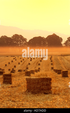 Scenic l'agriculture. Les balles de foin dans les champs agricoles au lever du soleil. Banque D'Images