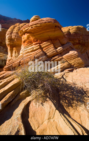 Formations de grès couche striée au Coyote Buttes Paria Vermilion Cliffs Wilderness Arizona Canyon Banque D'Images