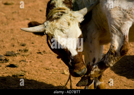 Ox dans les ressorts à corral National Monument près de Fredonia Arizona Banque D'Images