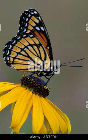 Viceroy Butterfly Limenitis archippus nectaring Black - Eyed Susan Rudbeckia hirta Eastern United States, par Skip Moody/Dembinsky photo Assoc Banque D'Images