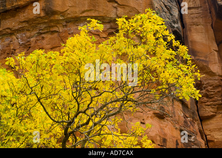 Détail de l'automne feuillage sur les arbres dans le canyon Zion Zion National Park Utah Banque D'Images