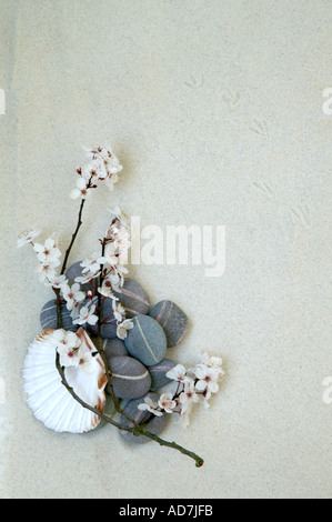 Beach life toujours composé de sable de corail cailloux scallop shell et fleur de cerisier Banque D'Images